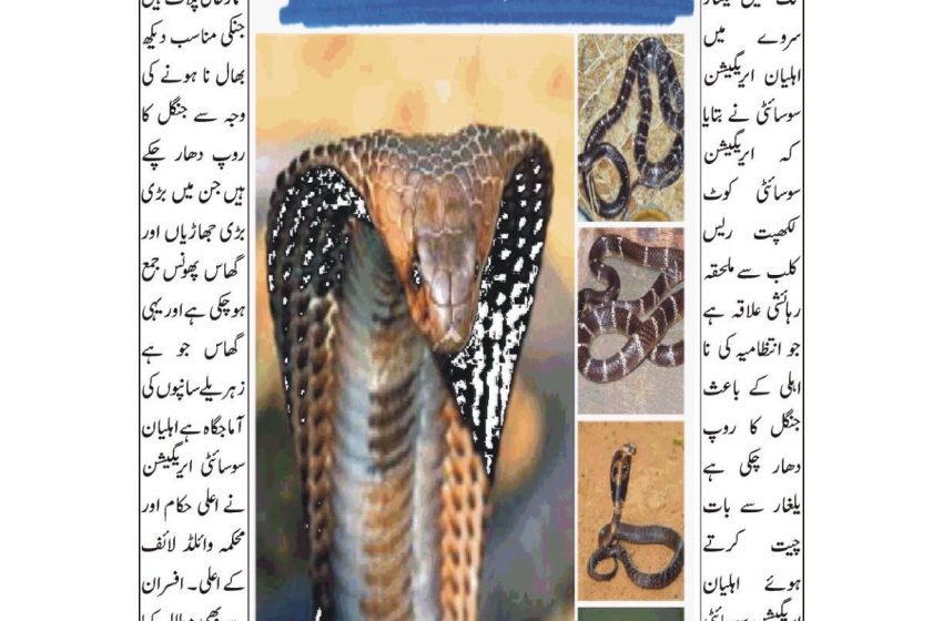 Roznama yalghar